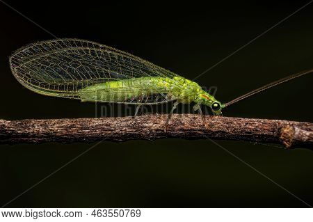 Adult Typical Green Lacewing Of The Genus Ceraeochrysa