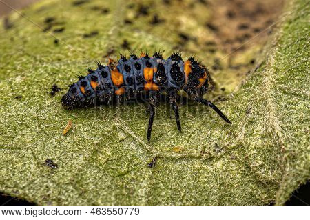 Convergent Lady Beetle Larva Of The Species Hippodamia Convergens