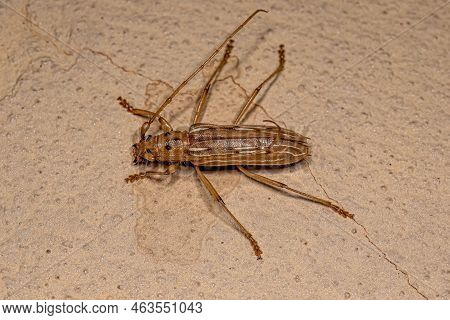 Adult Typical Longhorn Beetle Of The Species Eburodacrys Nemorivaga