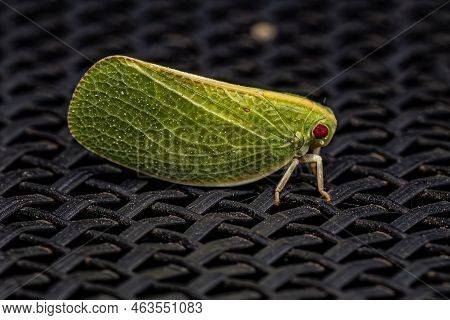 Adult Acanaloniid Planthopper Of The Genus Acanalonia