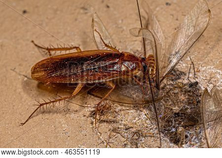 Adult Wood Cockroach Of The Family Ectobiidae Eating A Winged Termite