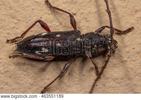 Adult Typical Longhorn Beetle Of The Species Ambonus Interrogationis
