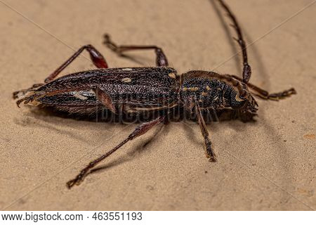 Adult Typical Longhorn Beetle Of The Species Ambonus Interrogationis