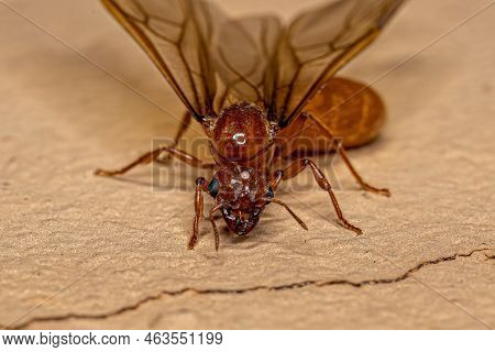 Adult Female Winged Thief Queen Ant Of The Genus Carebara