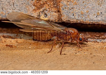 Adult Female Winged Thief Queen Ant Of The Genus Carebara
