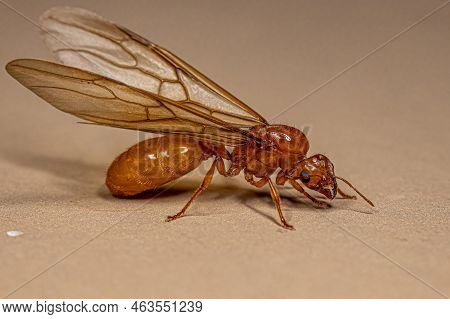Adult Female Winged Thief Queen Ant Of The Genus Carebara
