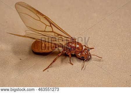 Adult Female Winged Thief Queen Ant Of The Genus Carebara