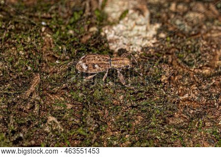 Adult Broad-nosed Weevil Of The Subfamily Entiminae