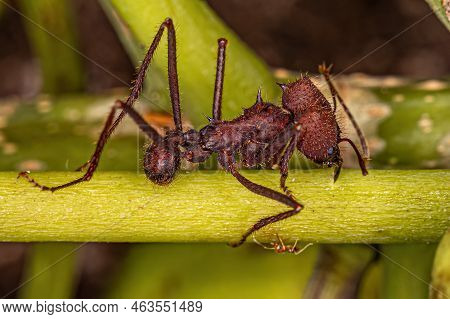 Adult Atta Leaf-cutter Ant Of The Genus Atta