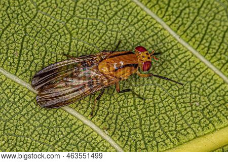 Adult Lauxaniid Fly Of The Genus Neoxangelina