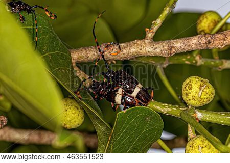 Adult Typical Longhorn Beetles Of The Species Trachyderes Succinctus Coupling