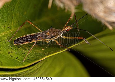 Adult Assassin Bug Of The Genus Zelus