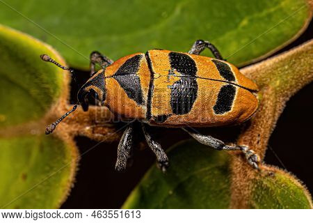 Adult True Weevil Of The Species Cholus Annulatus