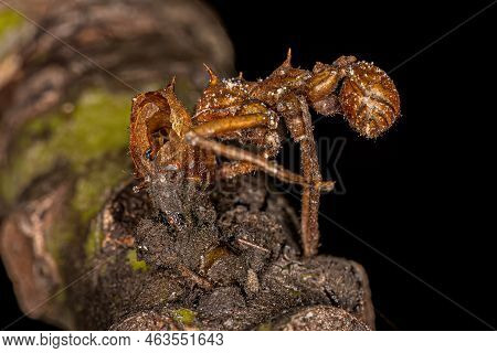 Dead Adult Atta Leaf-cutter Ant Of The Genus Atta Killed By Zombie Fungus