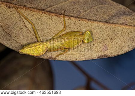 Green Photinaid Mantis Nymph Of The Tribe Photinaini