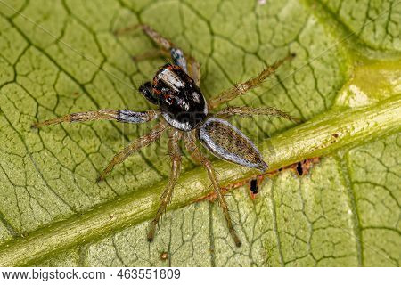 Adult Male Jumping Spider Of The Genus Chira