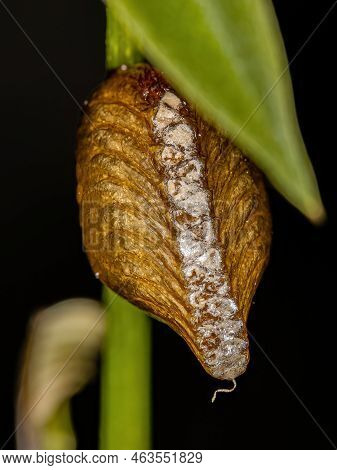 Photinaid Mantis Eggcase Of The Tribe Photinaini