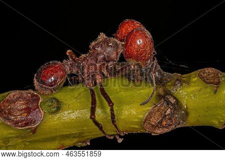 Dead Adult Atta Leaf-cutter Ant Of The Genus Atta Killed By Zombie Fungus
