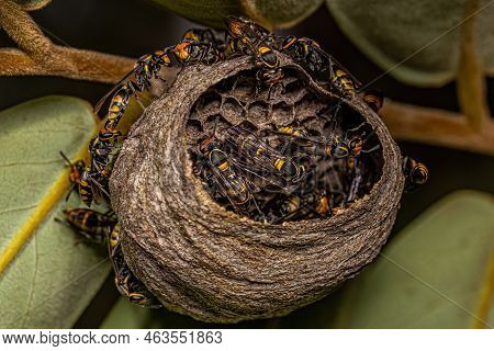 Adult Long-waisted Honey Wasps Of The Species Polybia Erythrothorax