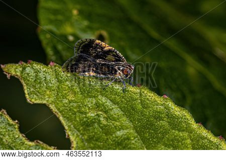 Adult Small Planthopper Of The Genus Bothriocera