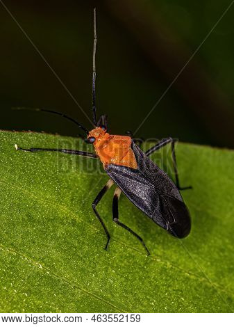 Adult Plant Bug Of The Genus Prepops