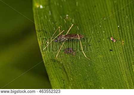 Adult Limoniid Crane Fly Of The Family Limoniidae
