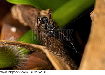 Male Adult Jumping Spider Of The Genus Sarinda That Mimics Carpenter Ants Of The Genus Camponotus
