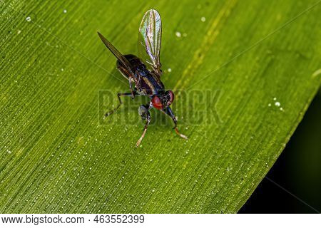 Adult Shore Fly Of The Genus Ochthera