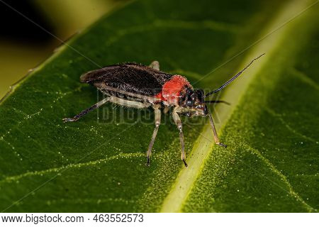 Adult Plant Bug Of The Family Miridae