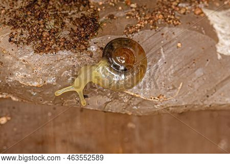 Small Glass Snail Of The Family Oxychilidae