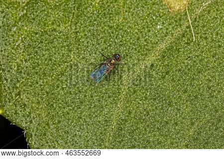 Adult Long-legged Fly Of The Family Dolichopodidae
