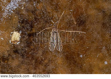 Adult Limoniid Crane Fly Of The Family Limoniidae