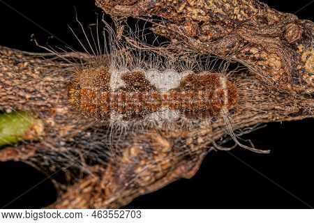 Small Butterfly Caterpillar Of The Tribe Riodinini