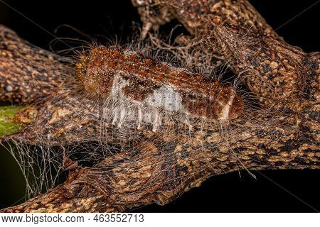Small Butterfly Caterpillar Of The Tribe Riodinini