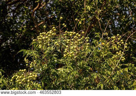 Wingleaf Soapberry Fruits Of The Species Sapindus Saponaria With Selective Focus