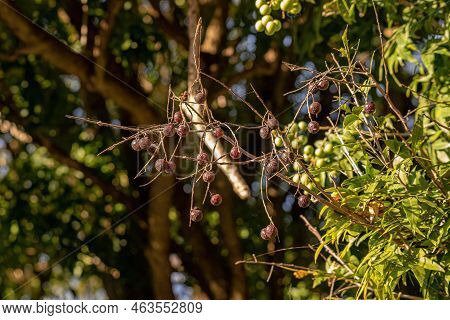 Wingleaf Soapberry Fruits Of The Species Sapindus Saponaria With Selective Focus