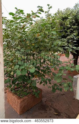 Flowering Plant Of The Species Solanum Paniculatum Commonly Known As Jurubeba A Nightshade Common In