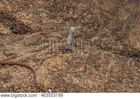 Small Ground Lizard Of The Genus Tropidurus Defecating