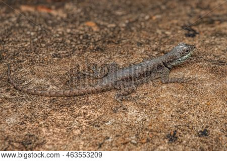 Small Ground Lizard Of The Genus Tropidurus
