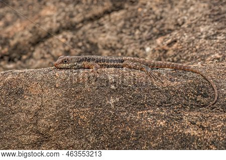 Small Ground Lizard Of The Genus Tropidurus