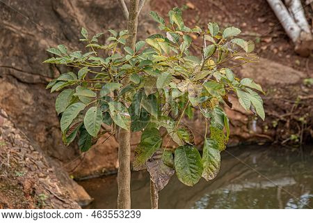 Pink Poui Tree Of The Species Tabebuia Rosea