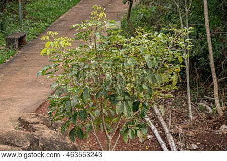 Pink Poui Tree Of The Species Tabebuia Rosea