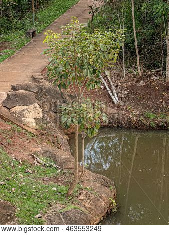 Pink Poui Tree Of The Species Tabebuia Rosea