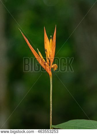 Flowering Angiosperm Plant Of The Species Heliconia Hirsuta