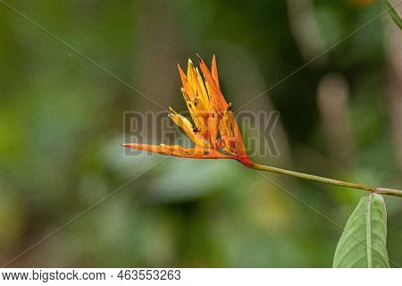 Flowering Angiosperm Plant Of The Species Heliconia Hirsuta