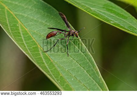 Adult Long-waisted Paper Wasp Of The Genus Mischocyttarus