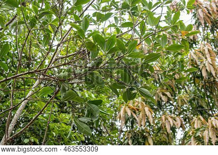 Colicwood Angiosperm Tree Of The Genus Myrsine