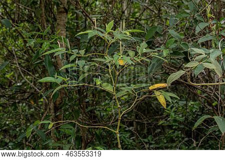 Pepper Angiosperm Plant Of The Genus Piper