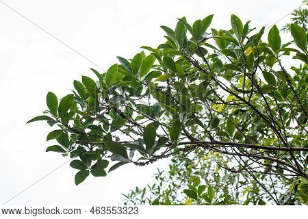 Colicwood Angiosperm Tree Of The Genus Myrsine