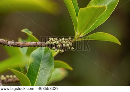 Colicwood Angiosperm Tree Of The Genus Myrsine